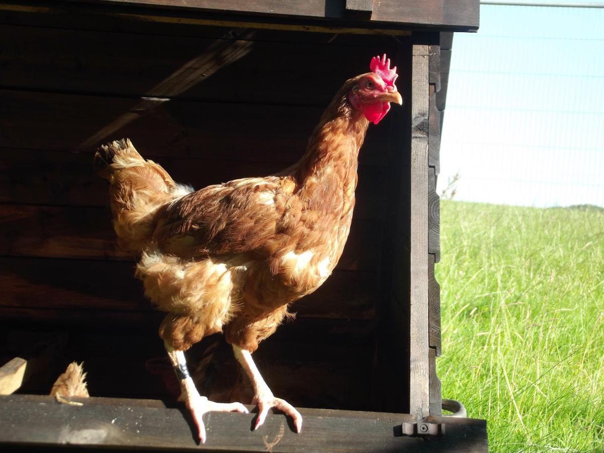 Deepaller Farm Tiverton  Buitenkant foto